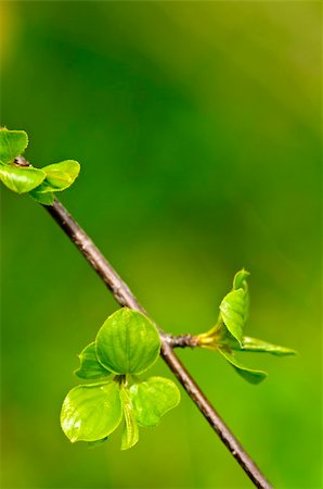 Green spring leaves budding new life in clean environment Stock Photo - Budget Royalty-Free & Subscription, Code: 400-05677127