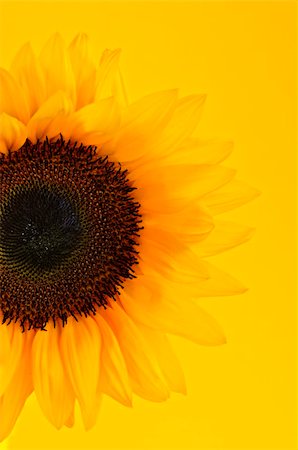 detail of sunflower - Close up of sunflower flower on yellow background Stock Photo - Budget Royalty-Free & Subscription, Code: 400-05677138