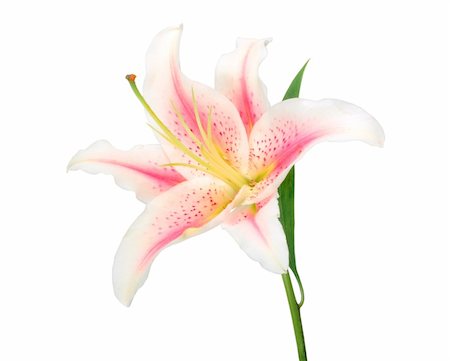 simsearch:400-06095720,k - One white-pink lily with green leaf. Isolated on white background. Close-up. Studio photography. Stock Photo - Budget Royalty-Free & Subscription, Code: 400-05677282
