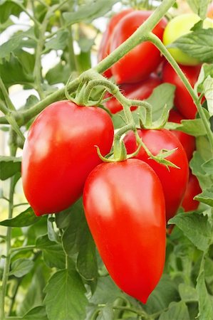 Bunch with elongated ripe red tomatoes in greenhouse Stock Photo - Budget Royalty-Free & Subscription, Code: 400-05677299