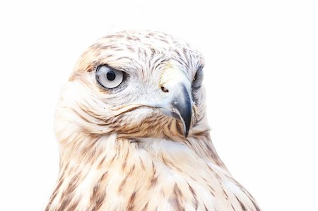 simsearch:400-04773433,k - Falcons close up portrait on white. Original image also in my portfolio. Fotografie stock - Microstock e Abbonamento, Codice: 400-05677598