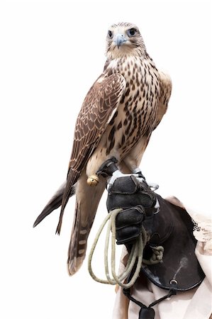 Falcons close up portrait on white. Stock Photo - Budget Royalty-Free & Subscription, Code: 400-05677593