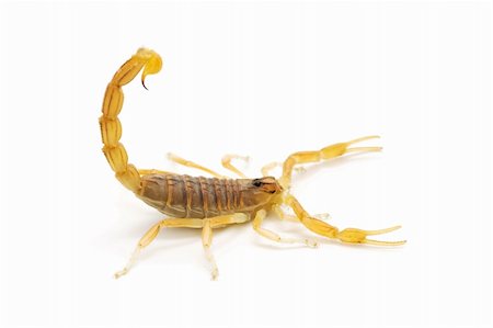 closeup of a wild scorpion on  white background Stock Photo - Budget Royalty-Free & Subscription, Code: 400-05677674