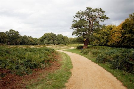 Landscape of Richmond Park, it is the largest park of the royal parks in London and almost three times bigger than New York's Central Park. Photographie de stock - Aubaine LD & Abonnement, Code: 400-05678125