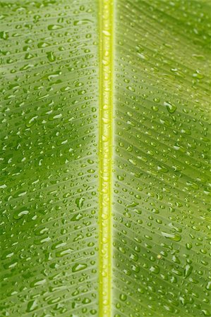 Close up view of rain drops on the banana leaf in portrait orientation with midrib Foto de stock - Super Valor sin royalties y Suscripción, Código: 400-05678245