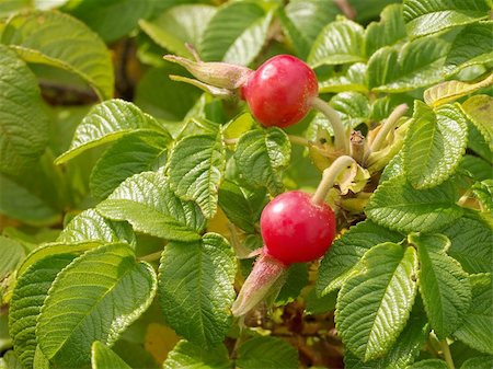 Shrub of wild briar with red berries and green leafs Foto de stock - Royalty-Free Super Valor e Assinatura, Número: 400-05679019