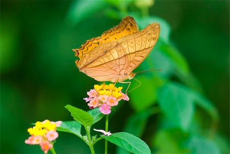 simsearch:400-04330574,k - Butterfly on a Flower Foto de stock - Super Valor sin royalties y Suscripción, Código: 400-05679101