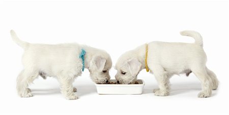 puppies eating - two white puppies Stock Photo - Budget Royalty-Free & Subscription, Code: 400-05679140
