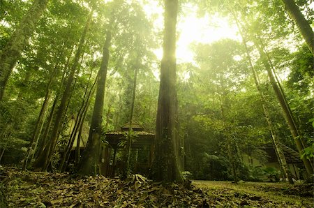 malaysian tropical rainforest Stock Photo - Budget Royalty-Free & Subscription, Code: 400-05679192