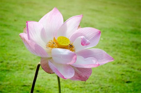 symmetrical lotus for conceptual photo Stock Photo - Budget Royalty-Free & Subscription, Code: 400-05679261