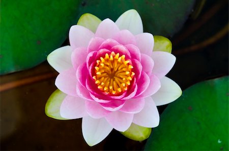 symmetrical lotus for conceptual photo Stock Photo - Budget Royalty-Free & Subscription, Code: 400-05679262