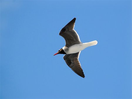 flock of birds in a clear sky - Sea bird on clean blue sky Stock Photo - Budget Royalty-Free & Subscription, Code: 400-05679389