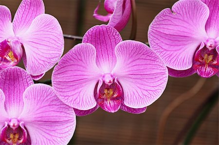 purple orchid Fotografie stock - Microstock e Abbonamento, Codice: 400-05679484