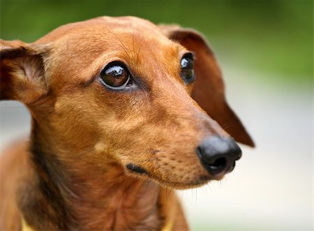 simsearch:400-05246924,k - dachshund Stock Photo - Budget Royalty-Free & Subscription, Code: 400-05679506