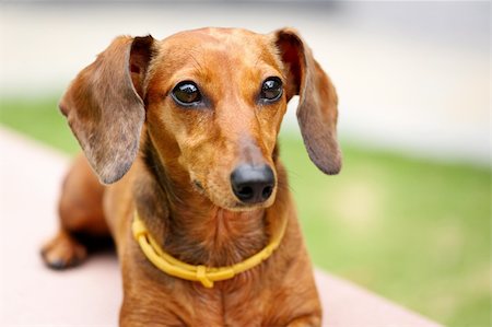 simsearch:400-05246924,k - dachshund dog Photographie de stock - Aubaine LD & Abonnement, Code: 400-05679507