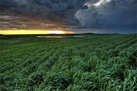 simsearch:400-03925790,k - sunset nad durum wheat crop storm clouds Foto de stock - Super Valor sin royalties y Suscripción, Código: 400-05679726