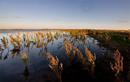 simsearch:400-04385912,k - Dry Weeds and Marshland Saskatchewan Canada Sunset Photographie de stock - Aubaine LD & Abonnement, Code: 400-05679998