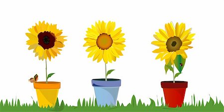 sun flower vector illustration Stock Photo - Budget Royalty-Free & Subscription, Code: 400-05670162