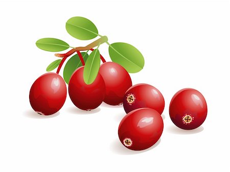 Realistic vector illustration of fresh cranberries, with leaves. Stock Photo - Budget Royalty-Free & Subscription, Code: 400-05670372
