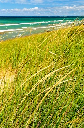 simsearch:400-04218118,k - Grass on sand dunes at beach. Pinery provincial park, Ontario Canada Foto de stock - Super Valor sin royalties y Suscripción, Código: 400-05670744