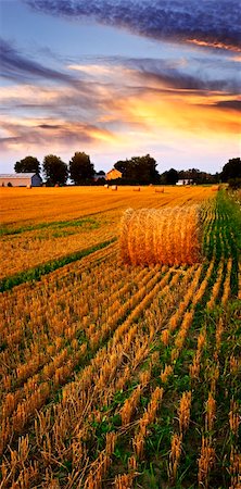 Golden sunset over farm field with hay bales Foto de stock - Super Valor sin royalties y Suscripción, Código: 400-05670745