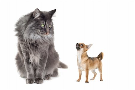 simsearch:400-06066464,k - Norwegian Forest Cat and a Chihuahua dog in front of a white background Foto de stock - Super Valor sin royalties y Suscripción, Código: 400-05670922