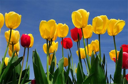 assorted colored Tulips bathed in the sunlight over blue sky as background Stock Photo - Budget Royalty-Free & Subscription, Code: 400-05670982