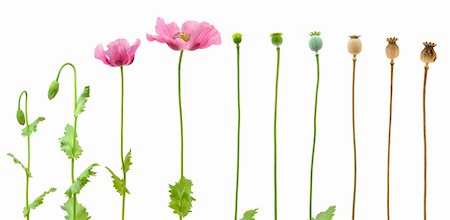 poppi castle - Evolution of Opium poppy isolated on white background Photographie de stock - Aubaine LD & Abonnement, Code: 400-05671108