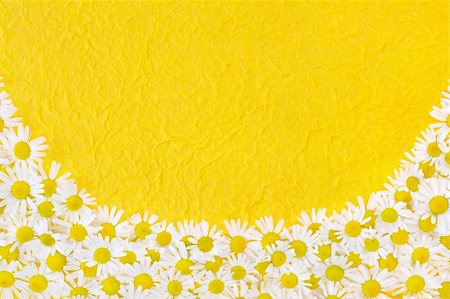 simsearch:400-05713050,k - Group of Chamomile flower heads over handmade paper - frame Stock Photo - Budget Royalty-Free & Subscription, Code: 400-05671115