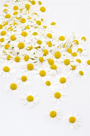 simsearch:400-04333451,k - Group of Chamomile flower heads isolated on white background Photographie de stock - Aubaine LD & Abonnement, Code: 400-05671117