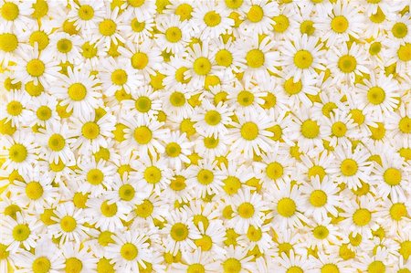 simsearch:400-05713050,k - Group of Chamomile flower heads - background Stock Photo - Budget Royalty-Free & Subscription, Code: 400-05671111