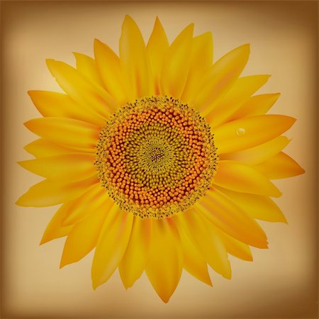 Sunflower, Isolated On White Background, Vector Illustration Stock Photo - Budget Royalty-Free & Subscription, Code: 400-05671299