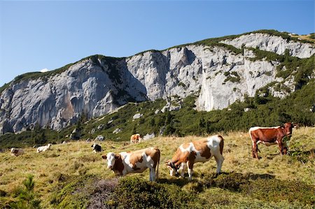 simsearch:400-04638918,k - cows at rofan in the austrian alps Photographie de stock - Aubaine LD & Abonnement, Code: 400-05671432