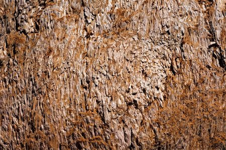 Sequoia bark, full frame close up. Photographie de stock - Aubaine LD & Abonnement, Code: 400-05671946