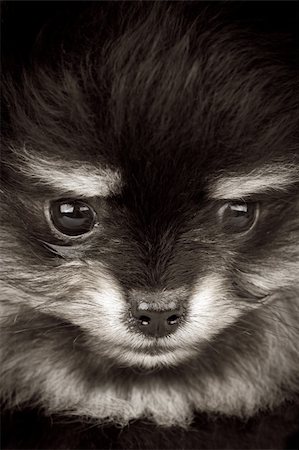 simsearch:400-05672007,k - Closeup of a Pomeranian dog Stockbilder - Microstock & Abonnement, Bildnummer: 400-05672010