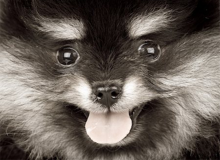 simsearch:400-05672007,k - Closeup of a Pomeranian dog Stockbilder - Microstock & Abonnement, Bildnummer: 400-05672011