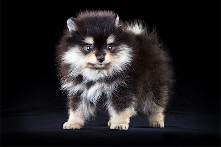 simsearch:400-05672007,k - Little fluffy Pomeranian puppy on a black background Stockbilder - Microstock & Abonnement, Bildnummer: 400-05672012