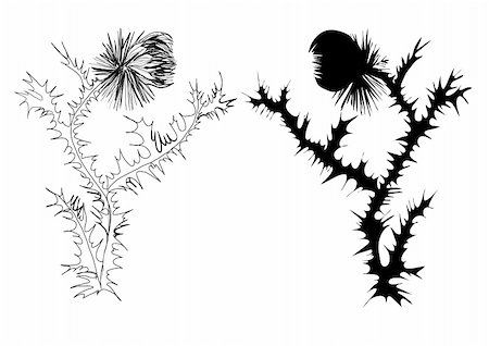 plant drawing decor - drawing thistle black and white and silhouette Stock Photo - Budget Royalty-Free & Subscription, Code: 400-05672023