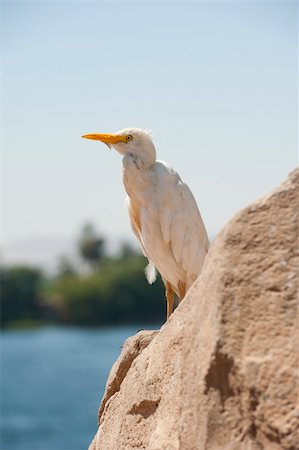 Large cattle egret perched on a rock by a river Stockbilder - Microstock & Abonnement, Bildnummer: 400-05672090