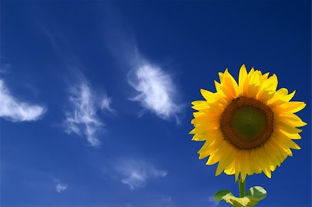 simsearch:400-07036242,k - Yellow sunflowers against blue sky Photographie de stock - Aubaine LD & Abonnement, Code: 400-05672230