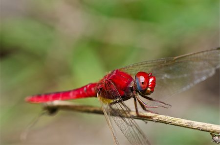 dragonfly in garden or in green nature Stock Photo - Budget Royalty-Free & Subscription, Code: 400-05672265