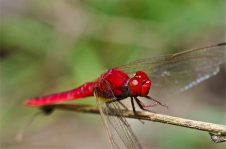 simsearch:400-08195310,k - dragonfly in garden or in green nature Foto de stock - Super Valor sin royalties y Suscripción, Código: 400-05672267