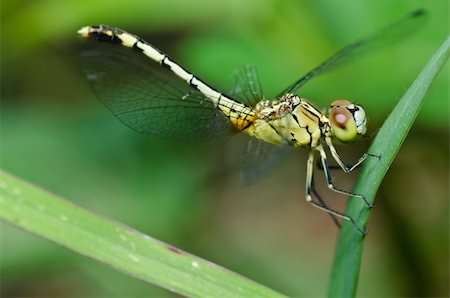 simsearch:400-04364178,k - dragonfly in garden or in green nature Foto de stock - Royalty-Free Super Valor e Assinatura, Número: 400-05672269