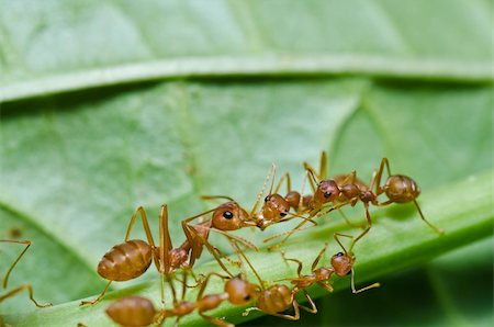 red ant in green nature Stock Photo - Budget Royalty-Free & Subscription, Code: 400-05672295