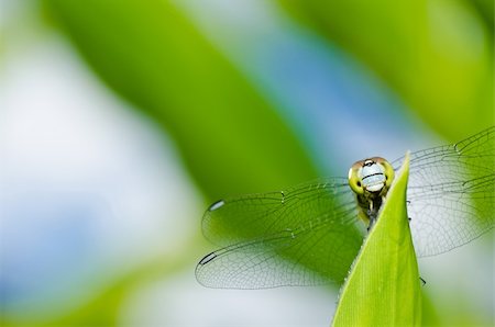 simsearch:400-08195310,k - dragonfly in garden or in green nature Foto de stock - Super Valor sin royalties y Suscripción, Código: 400-05672314