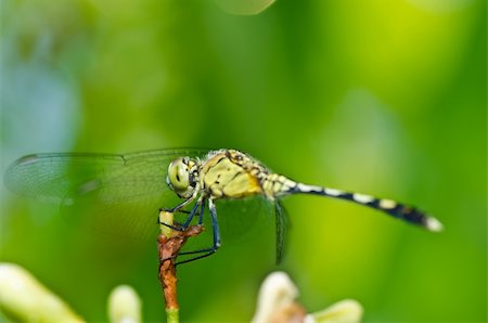 simsearch:400-04364178,k - dragonfly in garden or in green nature Foto de stock - Royalty-Free Super Valor e Assinatura, Número: 400-05672313