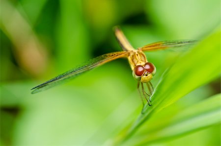 simsearch:400-08195310,k - dragonfly in garden or in green nature Foto de stock - Super Valor sin royalties y Suscripción, Código: 400-05672324