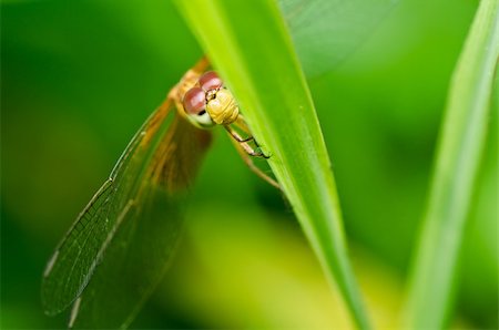 simsearch:400-08195310,k - dragonfly in garden or in green nature Foto de stock - Super Valor sin royalties y Suscripción, Código: 400-05672325