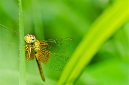 simsearch:400-08195310,k - dragonfly in garden or in green nature Foto de stock - Super Valor sin royalties y Suscripción, Código: 400-05672326