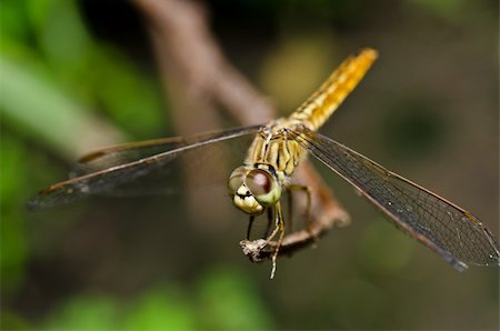simsearch:400-04364178,k - dragonfly in garden or in green nature Foto de stock - Royalty-Free Super Valor e Assinatura, Número: 400-05672321